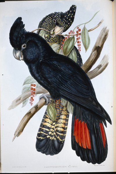 Banksian Cockatoo (Calyptorhynchus Banksii) by John (after) Gould