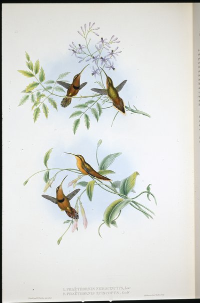 Belted Hermit and Bishop Hermit by John (after) Gould