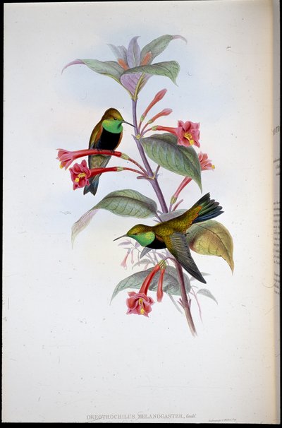 Black-breasted Hill Star by John (after) Gould