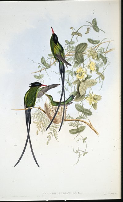 Black-capped Hummingbird by John (after) Gould