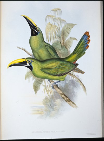 Black-throated Groove-bill Toucan by John (after) Gould