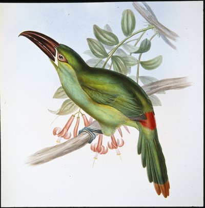 Blood-rump Groove-bill Toucan (Aulacoramphus Haematopygius) by John (after) Gould
