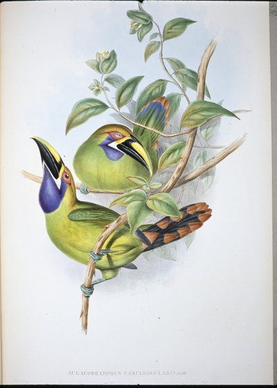 Blue-throated Groove-bill Toucan by John (after) Gould