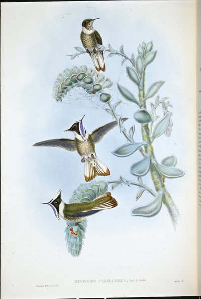 Blue-throated Hlemte Crest by John (after) Gould