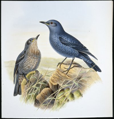 Blue Rock Thrush by John (after) Gould