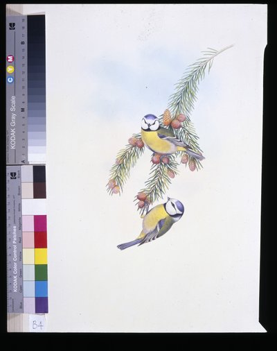 Blue Tit (Parus Caeruleus) by John (after) Gould