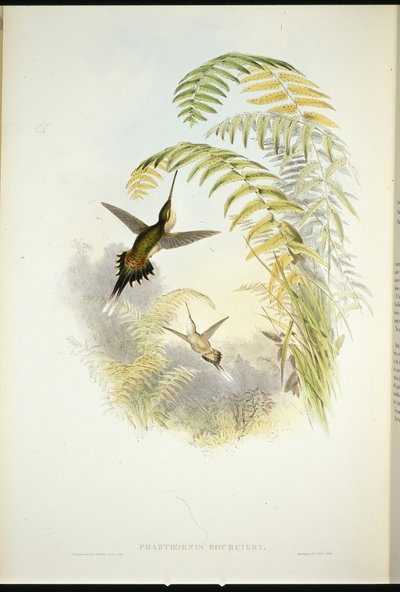 Bourcier