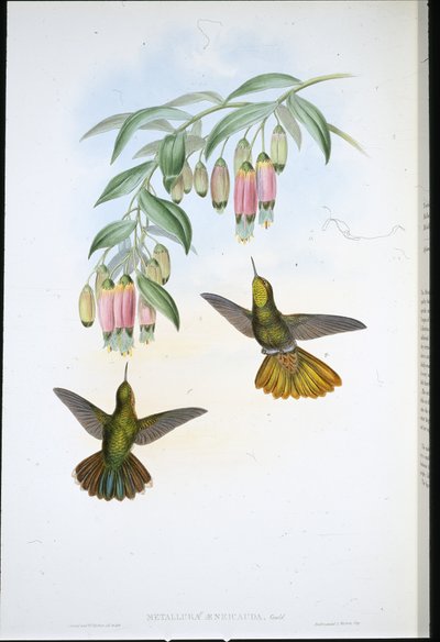 Brassy Tail (Metallura Aeneicauda) by John (after) Gould