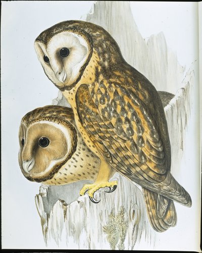 Chestnut faced Owl by John (after) Gould