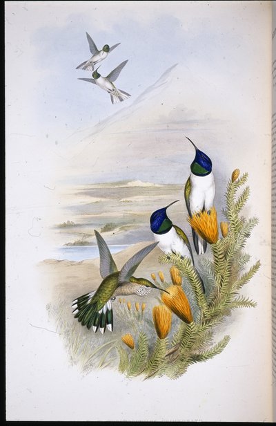 Chimobrazian Hill-Star (Oreotrochilus Chimborazo) by John (after) Gould