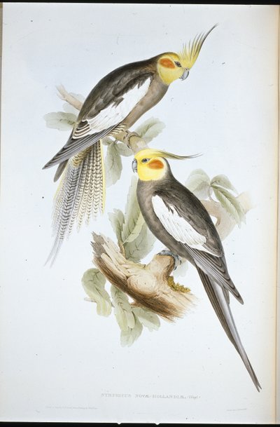 Cockatoo Parakeet by John (after) Gould