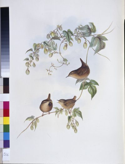 Common Wren by John (after) Gould