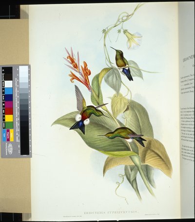 Coppery-bellied Puff Leg by John (after) Gould