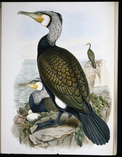 Cormorant by John (after) Gould