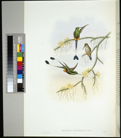 Ecuador Racket-tail (spathura solstitialis) by John (after) Gould