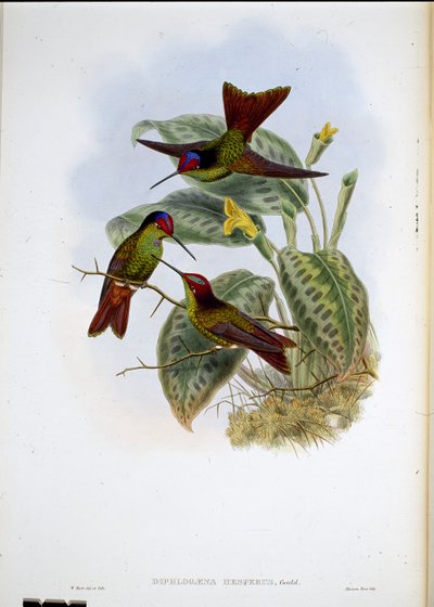 Ecuadorean Rainbow by John (after) Gould