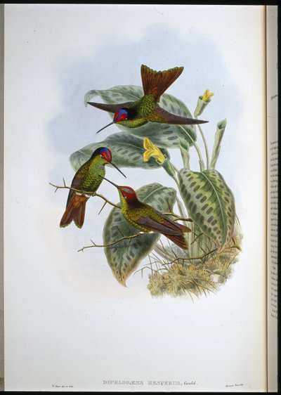 Ecuadorian Rainbow (Diphlogaena hesperus) by John (after) Gould