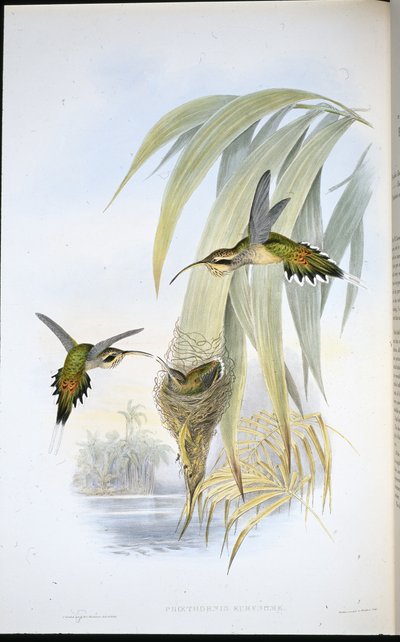 Eurynome Hermit by John (after) Gould