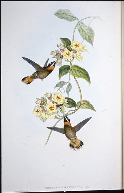 Fawn-tailed Barbed-throat Hummingbird by John (after) Gould