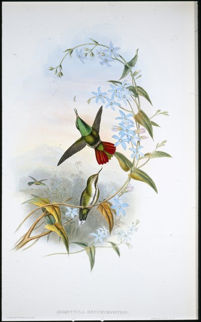 Fiery-tailed Avocet by John (after) Gould