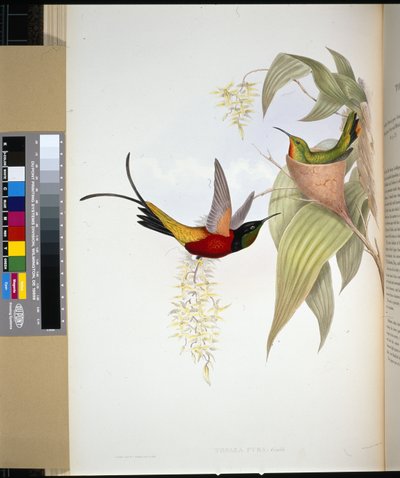 Fiery Topaz by John (after) Gould