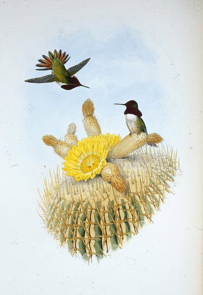 Floresi