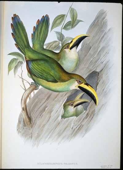 Golden-green Groovebill Toucan by John (after) Gould