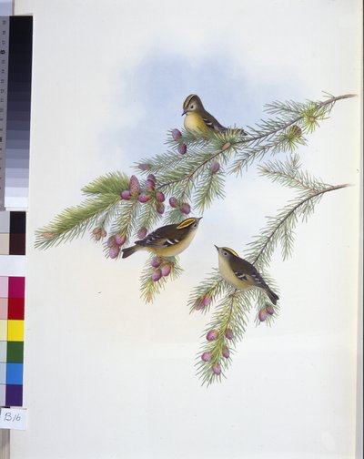 Golden Crested Wren by John (after) Gould
