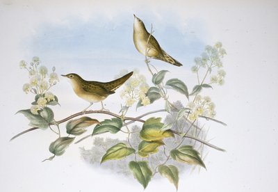 Grasshopper Warbler by John (after) Gould