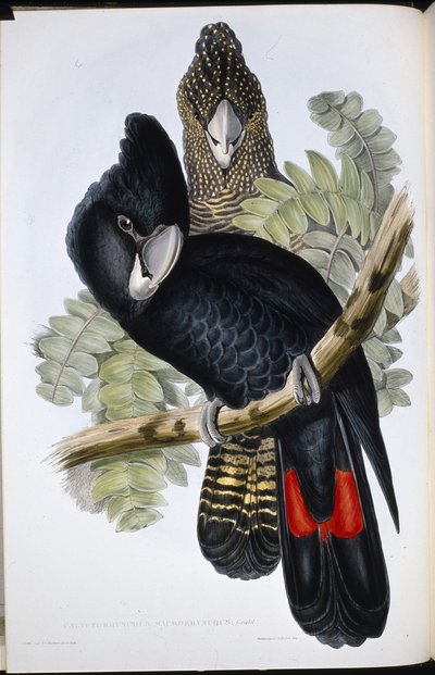Great Billed Black Cockatoo by John (after) Gould