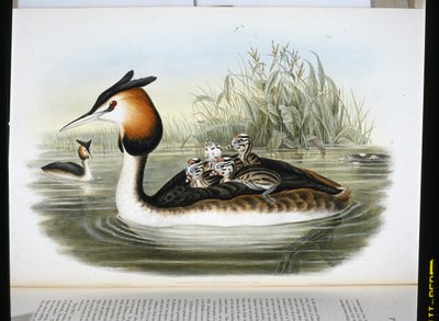 Great Crested Grebe (Podiceps Cristatus) by John (after) Gould
