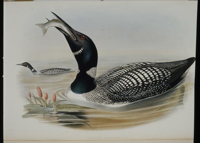 Great Northern Diver (Colymbus Glacialis) by John (after) Gould
