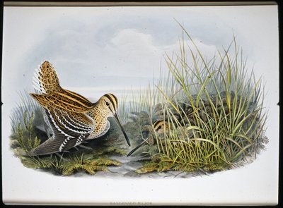 Great Snipe by John (after) Gould