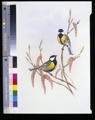 Great Tit (Parus Major) by John (after) Gould