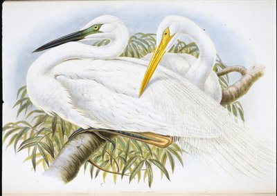 Great White Egret by John (after) Gould