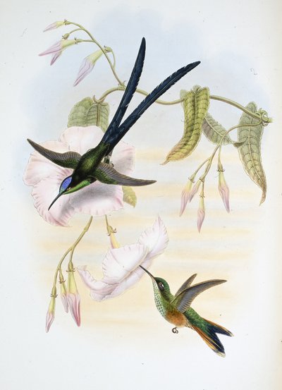 Great Fork-tailed Humming Bird by John (after) Gould
