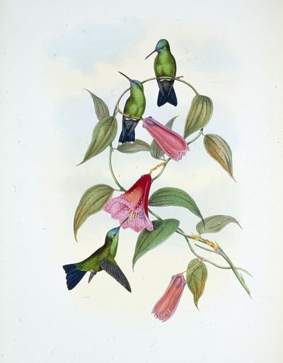 Green & Blue Sapphire by John (after) Gould