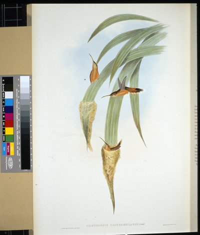 Grey-throated Hermit by John (after) Gould