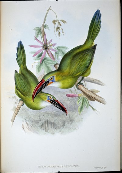 Groove-Bill Toucan by John (after) Gould