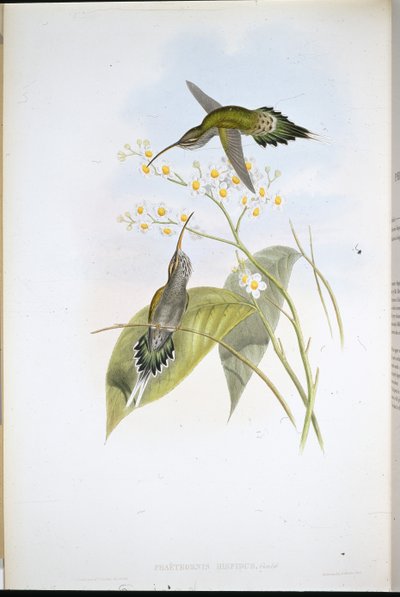Hairy Hermit by John (after) Gould