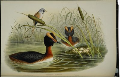 Horned Grebe by John (after) Gould