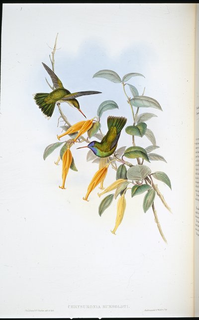 Humboldt