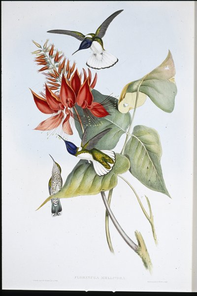 Jacobin by John (after) Gould