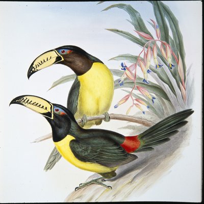 Lettered Aracari Toucan by John (after) Gould