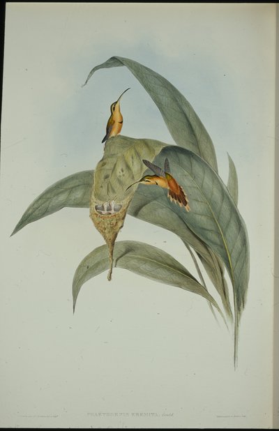 Little Hermit (Phaethornis eremita) by John (after) Gould