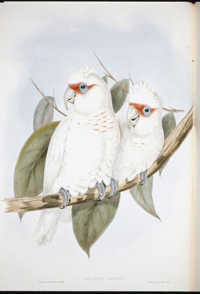 Long-billed Cockatoo by John (after) Gould