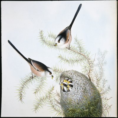 Long Tailed Tit by John (after) Gould