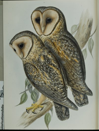 Masked Barn Owl (Strix Personata) by John (after) Gould