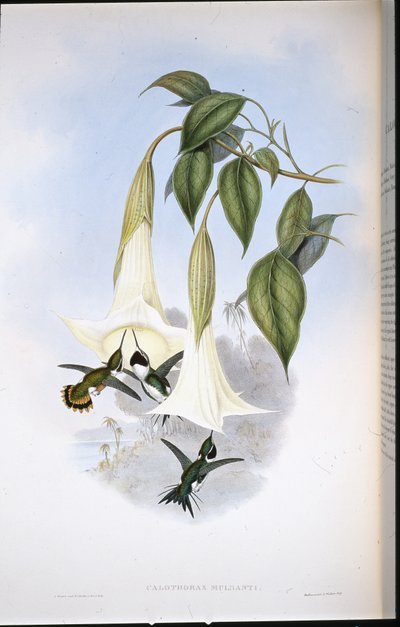 Mulsant