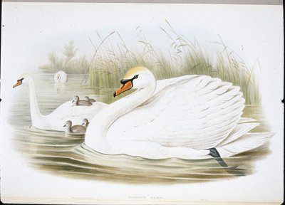 Mute Swan by John (after) Gould
